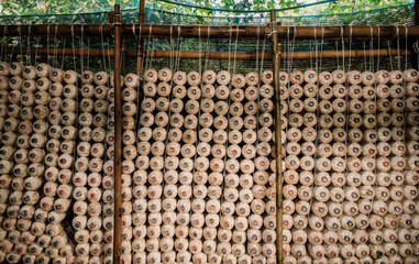 Mushroom spawns on bamboo wood shelf in Asian organic  mushroom farm.