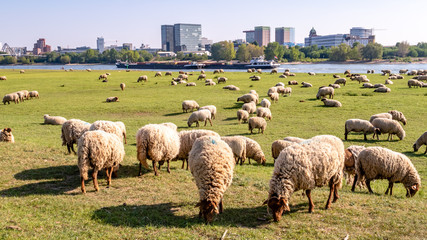 Obraz premium Flussufer in Düsseldorf am Rhein im Frühling mit Schafen