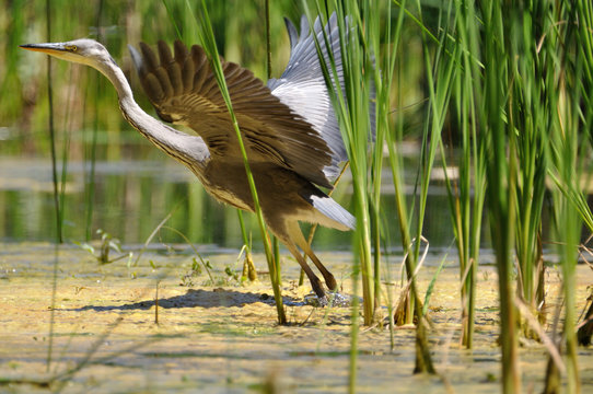 Ardea cinerea