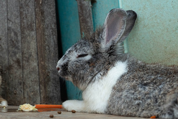Little rabbit on the farm