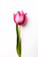 Red or pink tulip on a white isolated background. spring concept, mother's day.