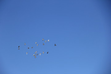 Obraz premium 雲一つ無い青空を飛ぶ鳩の群れ