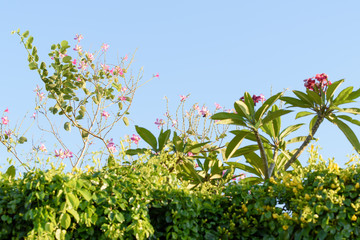 Beautiful pink Bauhinia flowers,Hong kong orchid tree over bright blue sky background