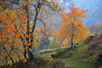 Autumn Alpine landscape with fog and yellow trees