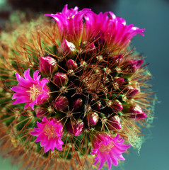 ball cactus in vivid bloom