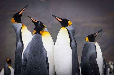 Beautiful King Penguins Looking All Around