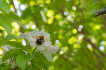 bee on a flower