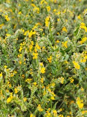 yellow flowers background