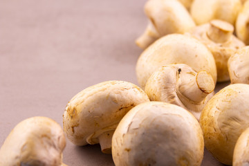 Fresh porcini mushrooms on a gray background. View from above. Arranged in order in a row. copyspace for text