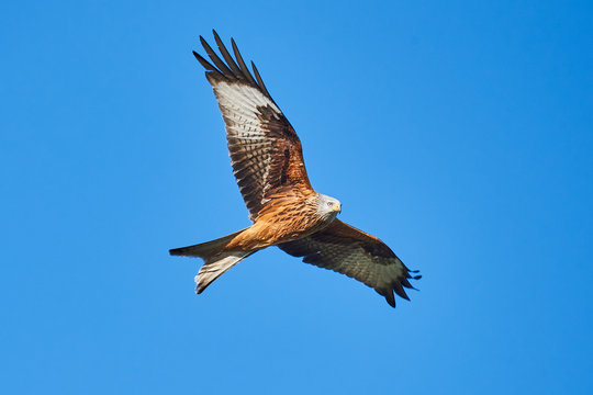 Rotmilan (Milvus milvus)