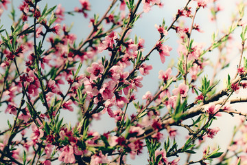 Beautiful peach blossom in spring time over blue sky. Blossom tree over nature background