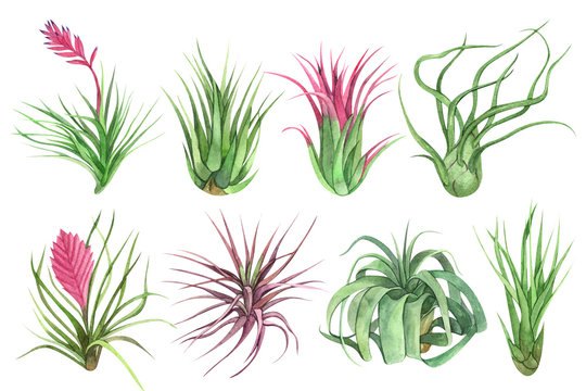 Watercolor hand painted house air plants in flower pots. Set of floral elements isolated on white background. Decorative greenery collection perfect for poster, card making and scrap booking design
