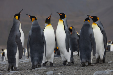King Penguin Group on South Georgia