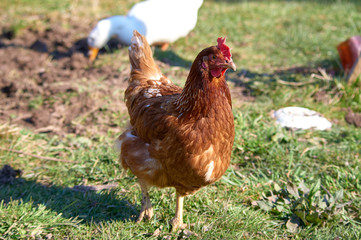 Red hen