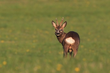 roebuck standing in the blooming meadow. Wildlife scene fron spring nature.  Wildlife scene with deer, Czech. Roe deer, Capreolus capreolus, walking in the grass. roe in a natural habitat.