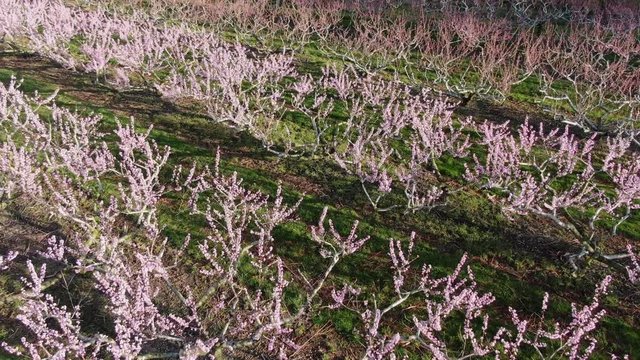 Aerial drone view of pink blossoms on fruit trees in orchard during beautiful sunny spring morning, peach trees