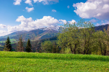 Fototapeta na wymiar great outdoors on a sunny springtime day. beautiful countryside landscape in mountains. forest behind the meadow covered in fresh green grass. borzhava ridge in the distance