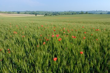 Champ de blé envahi par des coquelicots