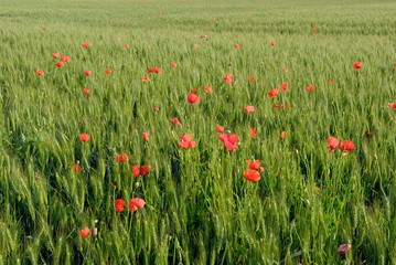 Champ de blé envahi par des coquelicots