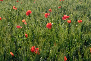 Fototapeta premium Champ de blé envahi par des coquelicots