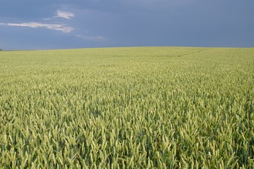 Champ de blé au stade épiaison