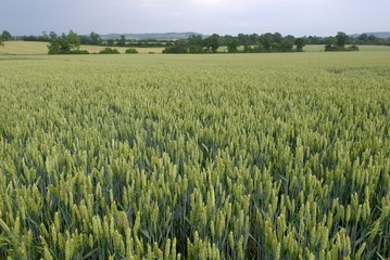 Champ de blé au stade épiaison