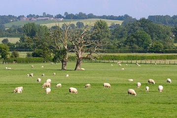 Troupeau de moutons au pr&eacute;..