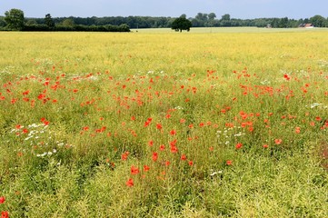 Champ de colza envahi par les coquelicots et matricaire