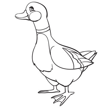 duck drawn in outline, coloring, isolated object on a white background, poultry, farm, vector illustration,