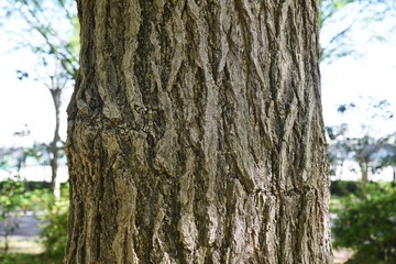 Fototapeta premium Ginkgo trunk and bark / Ginkgoaceae deciduous tree