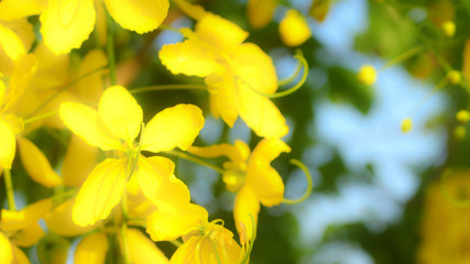 Soft focus of gold shower flowers in the garden