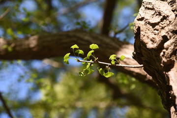 Ginkgo trunk and bark / Ginkgoaceae deciduous tree