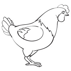 chicken drawn in outline, coloring, isolated object on a white background, farm, vector illustration,