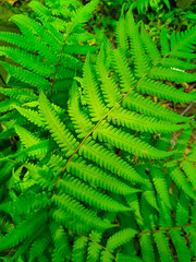 Fern fronds form natural abstract patterns in the summer woods. Background