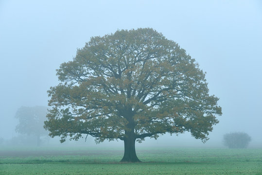 Eiche im Nebel