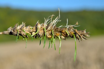 Dégâts intempéries sur champ de blé suite pluies diluviennes, germination des épis