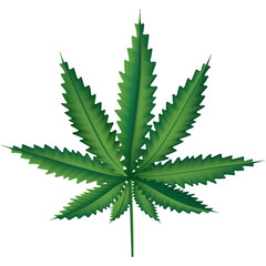 Medical marijuana leaf, marihuana plant illustration, hemp leaf, nature relax symbol  in vector
