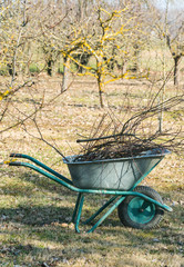 wheelbarrow loaded with water branches cut from apples, garden work in spring