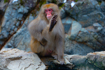 Japan makak