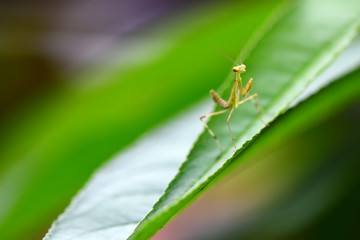 Green praying mantis on a leaf in the garden