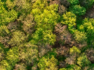 top view of the green tree top of the European forest in spring-
Abstract nature backdrop as seen from drone. Spring green foliage  European scenery