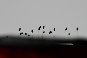 Insect eggs on the leaf in the morning