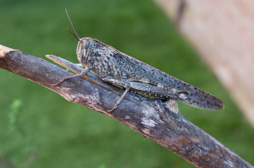 Saltamontes