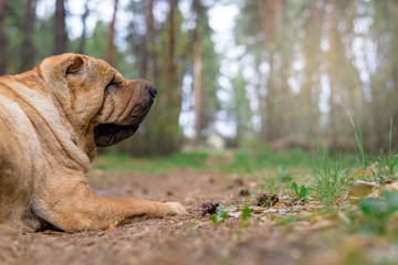 sharpey thoroughbred red cheerful dog in the spring forest, posing for the camera. care of domestic animals. spring walk with a dog in the woods