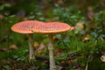 Природа Владимирской области