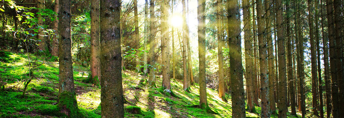 Fototapeta na wymiar Sun shines through the trees in the pine forest.