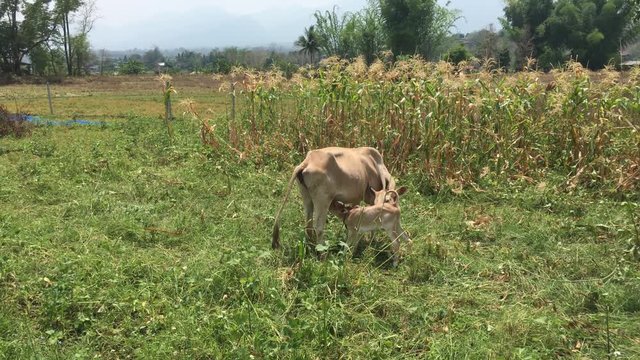 Young calf feeding from its mothers udder in farmland in Pai, rural Thailand