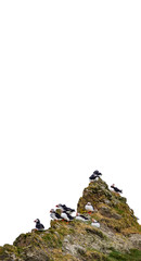 Group of puffins over the rocks with text space on top