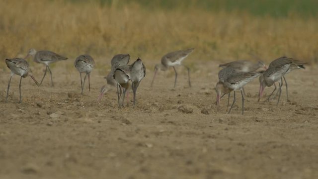 A Flock of Black Tailed Godwit birds spread around is feeding on the ground near a water body and grass during late evening as the sun is about to set in the Little Rann of Kutch , Gujarat India