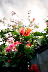 flowers in the garden